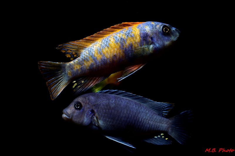 Labeotropheus trewavasae 'Thumbi West Island'